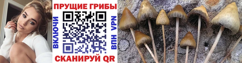 закладки  Тайшет  ссылка на мегу вход  Псилоцибиновые грибы GOLDEN TEACHER 